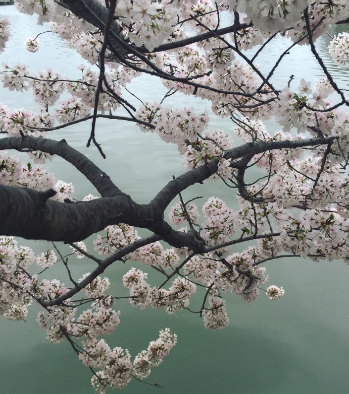 Cherry Βlossoms: Ανθισαν οι περίφημες κερασιές της Ουάσινγκτον -Στα ροζ η πόλη [εικόνες]  | iefimerida.gr 15