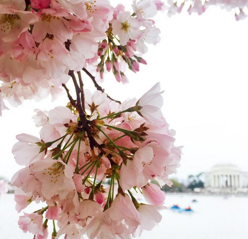 Cherry Βlossoms: Ανθισαν οι περίφημες κερασιές της Ουάσινγκτον -Στα ροζ η πόλη [εικόνες]  | iefimerida.gr 16
