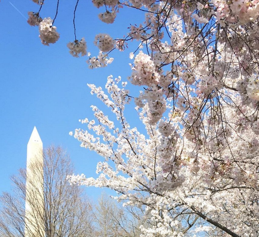 Cherry Βlossoms: Ανθισαν οι περίφημες κερασιές της Ουάσινγκτον -Στα ροζ η πόλη [εικόνες]  | iefimerida.gr 17