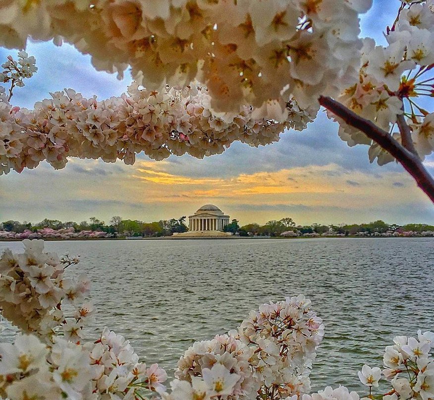 Cherry Βlossoms: Ανθισαν οι περίφημες κερασιές της Ουάσινγκτον -Στα ροζ η πόλη [εικόνες]  | iefimerida.gr 3