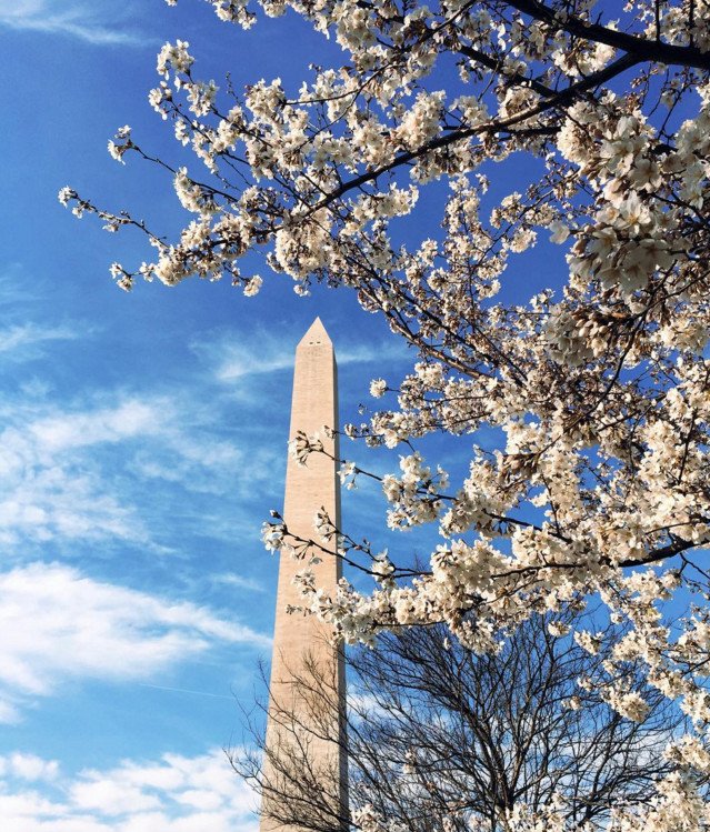 Cherry Βlossoms: Ανθισαν οι περίφημες κερασιές της Ουάσινγκτον -Στα ροζ η πόλη [εικόνες]  | iefimerida.gr 19