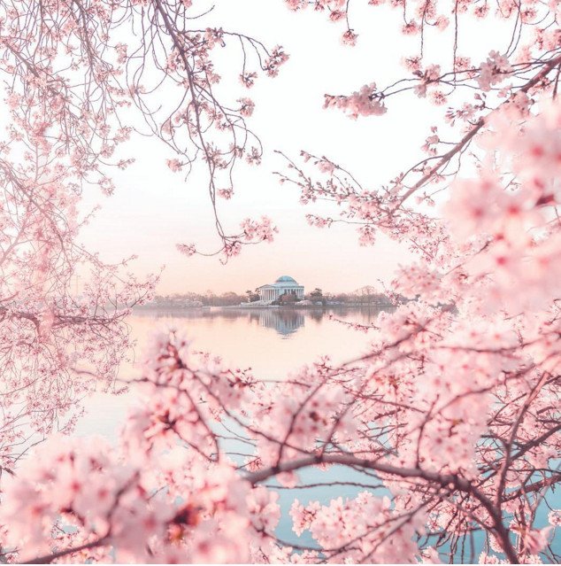 Cherry Βlossoms: Ανθισαν οι περίφημες κερασιές της Ουάσινγκτον -Στα ροζ η πόλη [εικόνες]  | iefimerida.gr 18