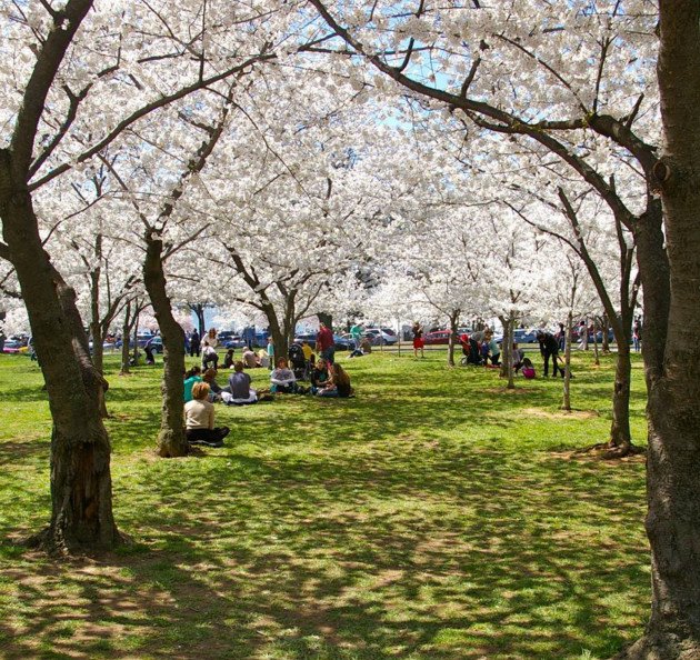 Cherry Βlossoms: Ανθισαν οι περίφημες κερασιές της Ουάσινγκτον -Στα ροζ η πόλη [εικόνες]  | iefimerida.gr 20