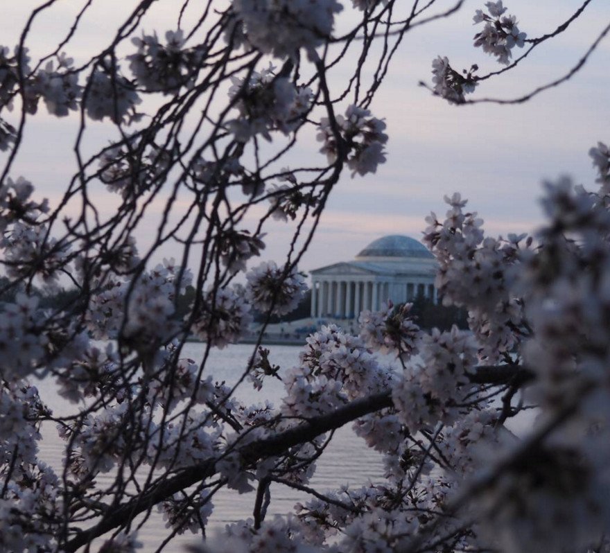 Cherry Βlossoms: Ανθισαν οι περίφημες κερασιές της Ουάσινγκτον -Στα ροζ η πόλη [εικόνες]  | iefimerida.gr 2