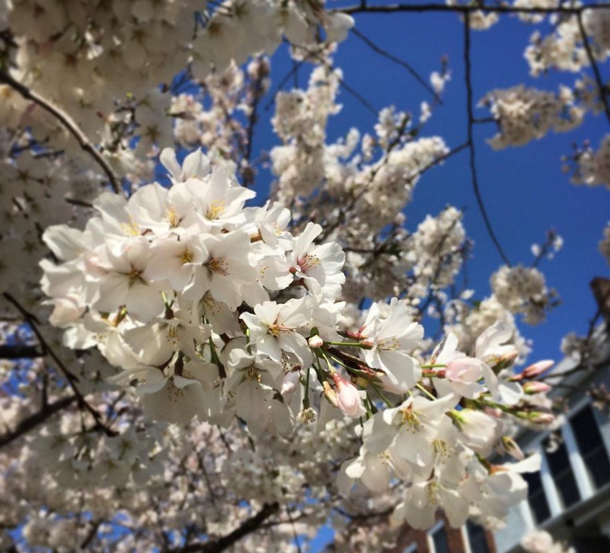 Cherry Βlossoms: Ανθισαν οι περίφημες κερασιές της Ουάσινγκτον -Στα ροζ η πόλη [εικόνες]  | iefimerida.gr 4