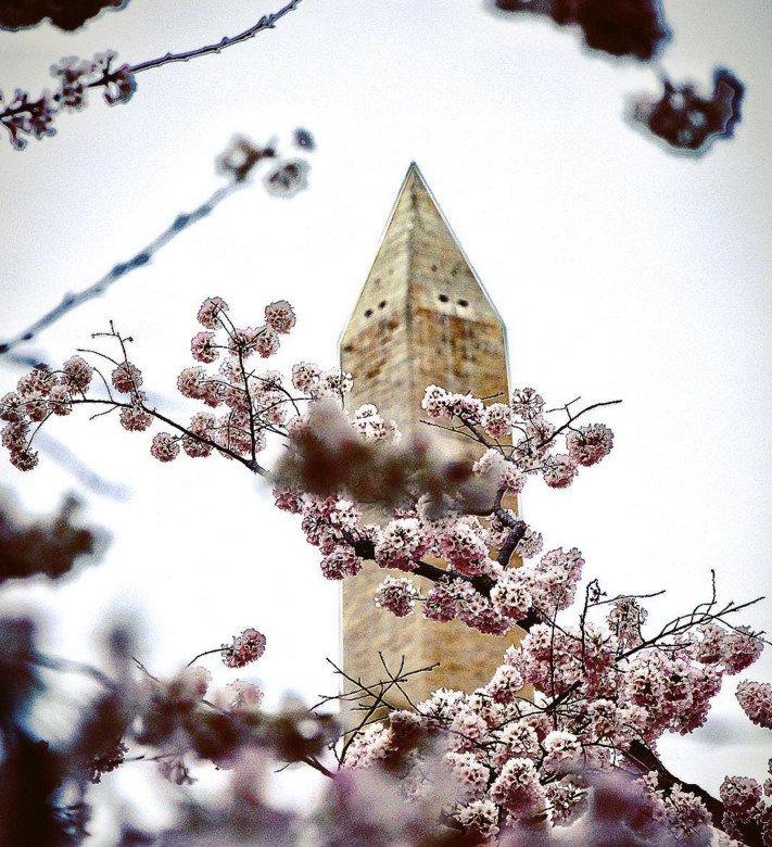 Cherry Βlossoms: Ανθισαν οι περίφημες κερασιές της Ουάσινγκτον -Στα ροζ η πόλη [εικόνες]  | iefimerida.gr 5