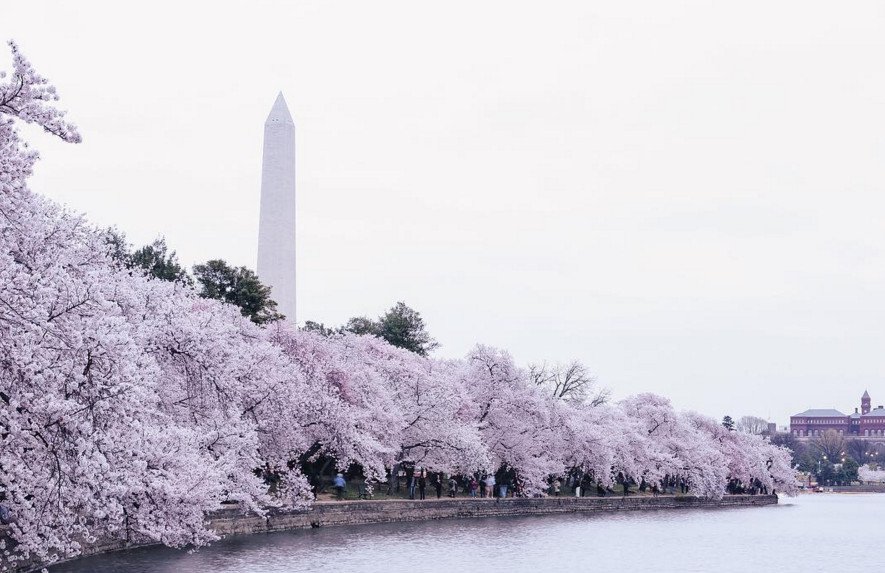 Cherry Βlossoms: Ανθισαν οι περίφημες κερασιές της Ουάσινγκτον -Στα ροζ η πόλη [εικόνες]  | iefimerida.gr 6