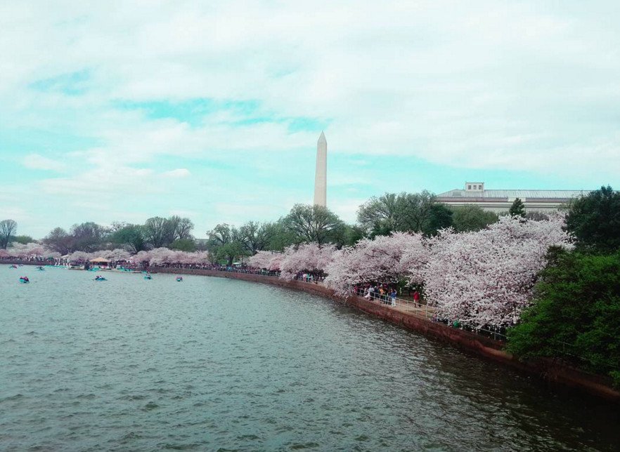 Cherry Βlossoms: Ανθισαν οι περίφημες κερασιές της Ουάσινγκτον -Στα ροζ η πόλη [εικόνες]  | iefimerida.gr 7