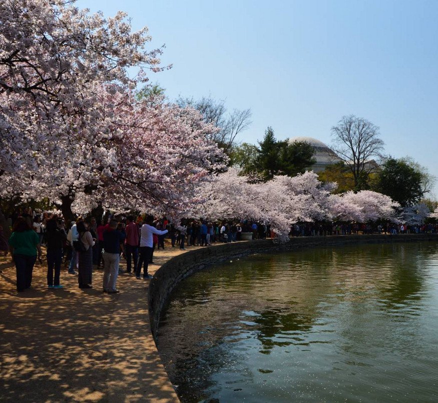 Cherry Βlossoms: Ανθισαν οι περίφημες κερασιές της Ουάσινγκτον -Στα ροζ η πόλη [εικόνες]  | iefimerida.gr 8