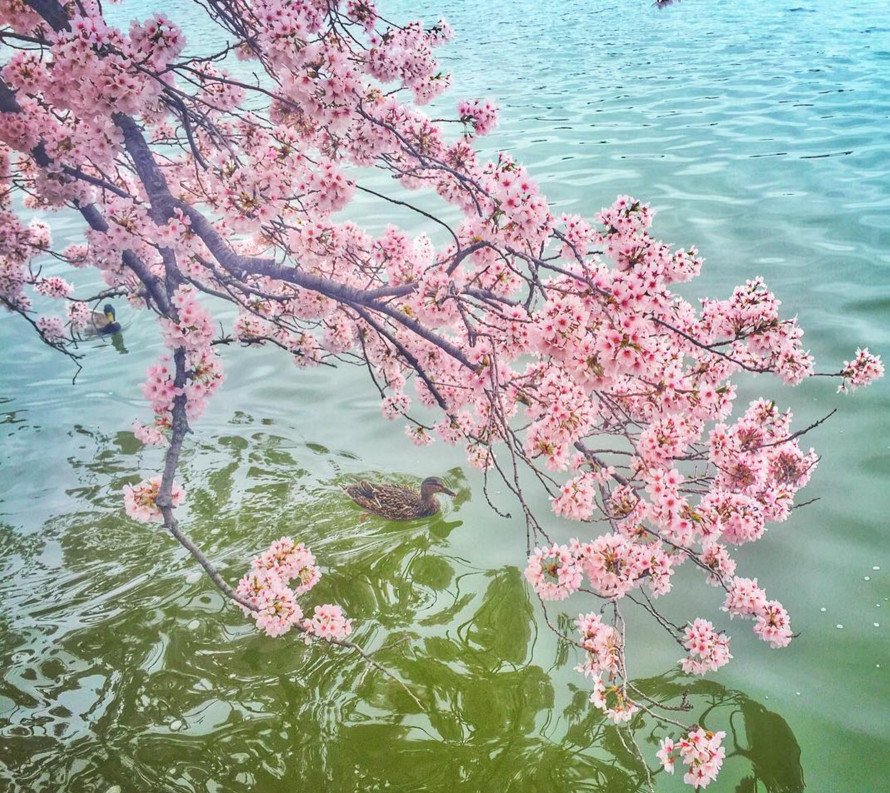 Cherry Βlossoms: Ανθισαν οι περίφημες κερασιές της Ουάσινγκτον -Στα ροζ η πόλη [εικόνες]  | iefimerida.gr 9