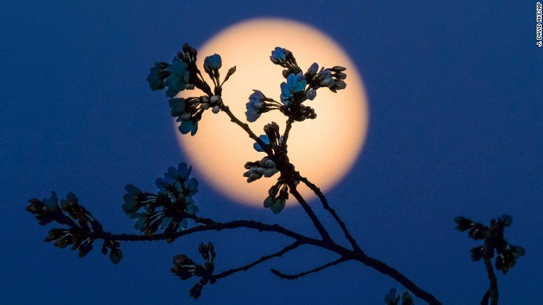 Cherry Βlossoms: Ανθισαν οι περίφημες κερασιές της Ουάσινγκτον -Στα ροζ η πόλη [εικόνες]  | iefimerida.gr 23