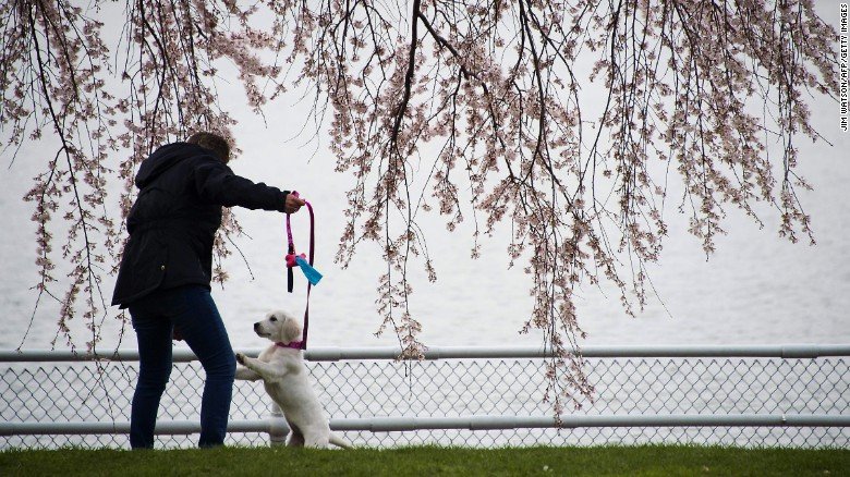 Cherry Βlossoms: Ανθισαν οι περίφημες κερασιές της Ουάσινγκτον -Στα ροζ η πόλη [εικόνες]  | iefimerida.gr 24