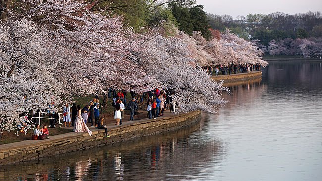 Cherry Βlossoms: Ανθισαν οι περίφημες κερασιές της Ουάσινγκτον -Στα ροζ η πόλη [εικόνες]  | iefimerida.gr 25