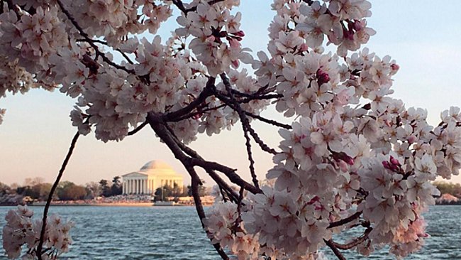Cherry Βlossoms: Ανθισαν οι περίφημες κερασιές της Ουάσινγκτον -Στα ροζ η πόλη [εικόνες]  | iefimerida.gr 26