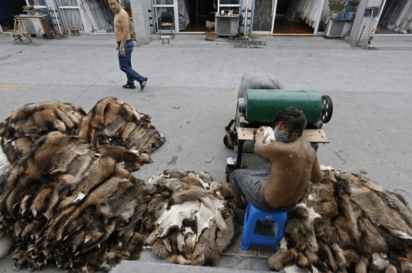 Στα άδυτα της «πολυτέλειας»-Συγκλονιστικές φωτογραφίες από Κινέζους εργάτες στη μεγαλύτερη κοινότητα παραγωγής γούνας [εικόνες]  | iefimerida.gr 2