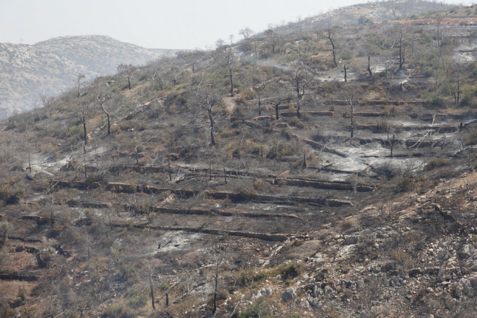 Η επόμενη ημέρα στη Χίο: Πάνω από 35.000 μαστιχόδεντρα έγιναν στάχτη [εικόνες] | iefimerida.gr 0