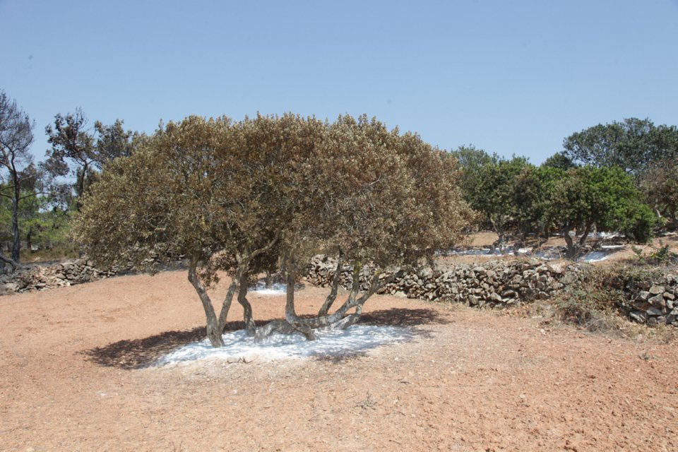 Η επόμενη ημέρα στη Χίο: Πάνω από 35.000 μαστιχόδεντρα έγιναν στάχτη [εικόνες] | iefimerida.gr 3