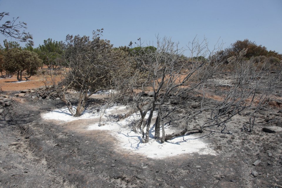 Η επόμενη ημέρα στη Χίο: Πάνω από 35.000 μαστιχόδεντρα έγιναν στάχτη [εικόνες] | iefimerida.gr 5