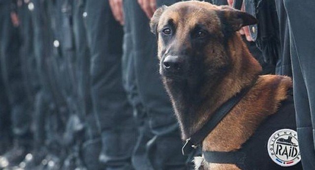 H Ρωσία πρόσφερε στη Γαλλία ένα κουτάβι στη θέση της Ντίζελ που σκοτώθηκε από τρομοκράτες [εικόνες] | iefimerida.gr 0