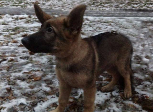 H Ρωσία πρόσφερε στη Γαλλία ένα κουτάβι στη θέση της Ντίζελ που σκοτώθηκε από τρομοκράτες [εικόνες] | iefimerida.gr 2