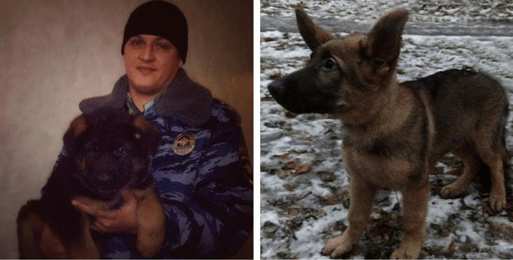 H Ρωσία πρόσφερε στη Γαλλία ένα κουτάβι στη θέση της Ντίζελ που σκοτώθηκε από τρομοκράτες [εικόνες] | iefimerida.gr 3