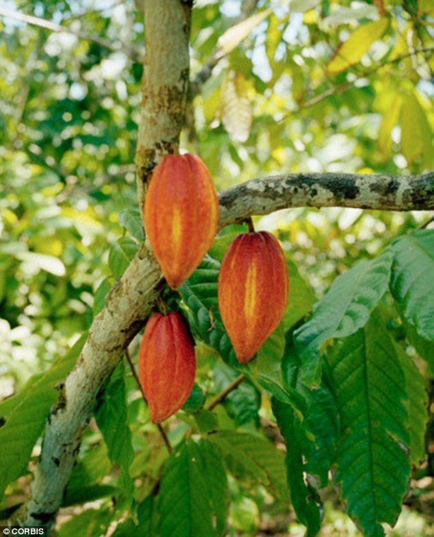 Ανατροπή: 10 εκατ. ετών η σοκολάτα - Τι έδειξε νέα έρευνα [εικόνες] | iefimerida.gr 0