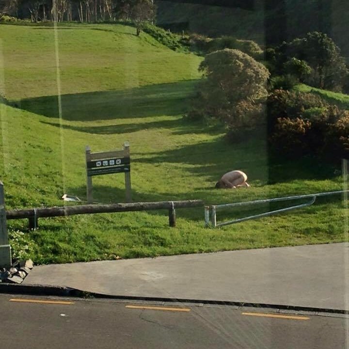 Νέα τρέλα στο Instagram: Γδύνονται και ποζάρουν δημοσίως ως «κοτόπουλα» [εικόνες] | iefimerida.gr 3