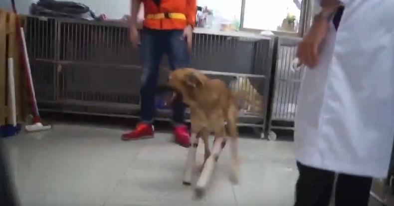 Μια ευκαιρία ζωής για τον Κόλα, το λυκόσκυλο από την Ταϊλάνδη -Τον είχαν ακρωτηριάσει με σπαθί [βίντεο]  | iefimerida.gr 0