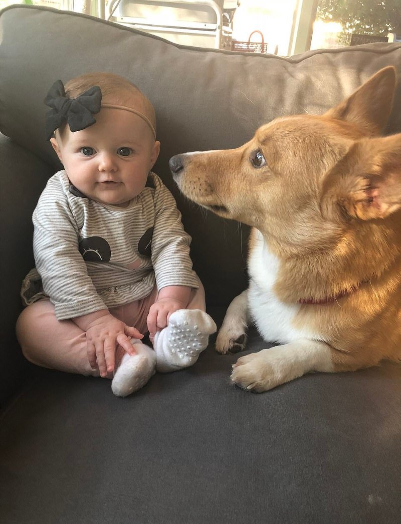 Μπέρκλει και Corgi μεγαλώνουν μαζί