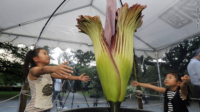 Το μεγαλύτερο λουλούδι του κόσμου άνθισε στη Κίνα μετά από 10 χρόνια [εικόνες] | iefimerida.gr 2