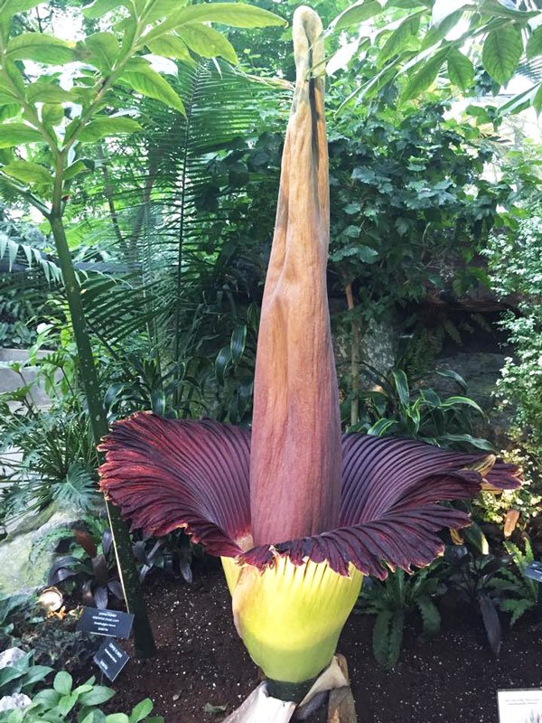 Το μεγαλύτερο λουλούδι του κόσμου άνθισε στη Κίνα μετά από 10 χρόνια [εικόνες] | iefimerida.gr 0