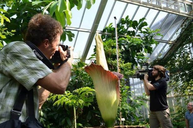 Το μεγαλύτερο λουλούδι του κόσμου άνθισε στη Κίνα μετά από 10 χρόνια [εικόνες] | iefimerida.gr 3