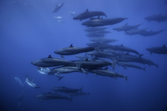 Blue Planet II: Το πολυαναμενόμενο ντοκιμαντέρ του BBC Earth κάνει πρεμιέρα αποκλειστικά στην COSMOTE TV [εικόνες & βίντεο] | iefimerida.gr 0