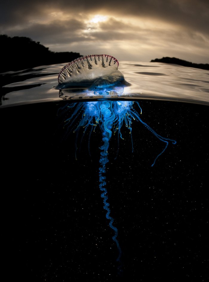 Blue Planet II: Το πολυαναμενόμενο ντοκιμαντέρ του BBC Earth κάνει πρεμιέρα αποκλειστικά στην COSMOTE TV [εικόνες & βίντεο] | iefimerida.gr 1