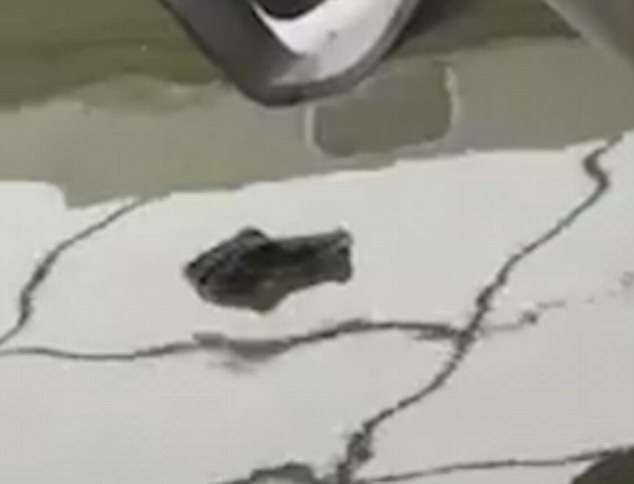 Πανικός στον Τάμεση -Ενημέρωσαν την αστυνομία ότι είδαν κροκόδειλο! [βίντεο] | iefimerida.gr 0