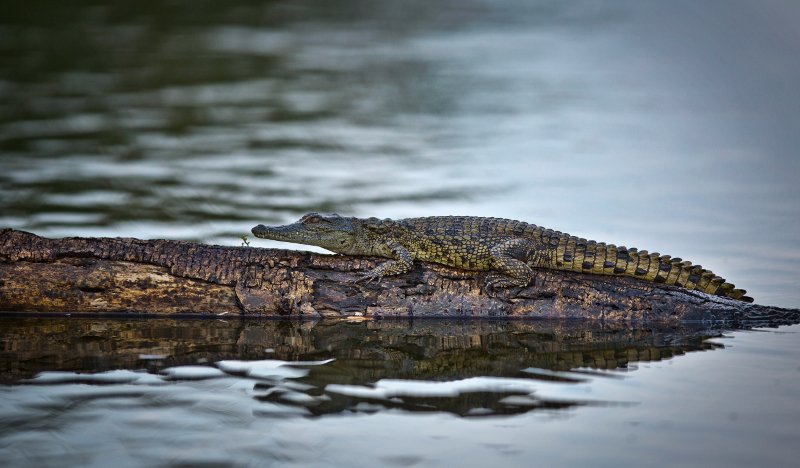 Φρικτός θάνατος για δημοσιογράφο των Financial Times- Τον άρπαξε κροκόδειλος ενώ έπλενε τα χέρια του [εικόνες] | iefimerida.gr 3
