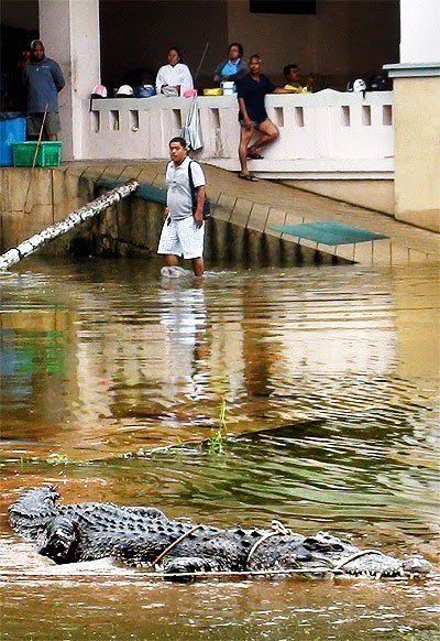 Γέμισαν κροκόδειλους οι δρόμοι της Ταϊλάνδης [εικόνες - βιντεο] | iefimerida.gr 0