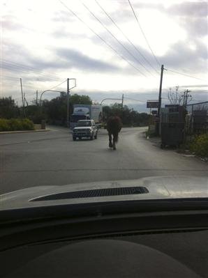«Αδέσποτο» άλογο πετάχτηκε μπροστά στο αυτοκίνητο εγκύου παρουσιάστριας [εικόνες]  | iefimerida.gr 0