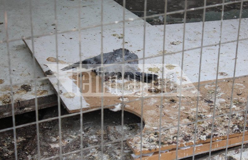 Το iefimerida στην πολυκατοικία-«φάντασμα» στο μετρό του Αγίου Ιωάννη –20 χρόνια ερειπωμένη, έγινε εστία μόλυνσης [εικόνες] | iefimerida.gr 6