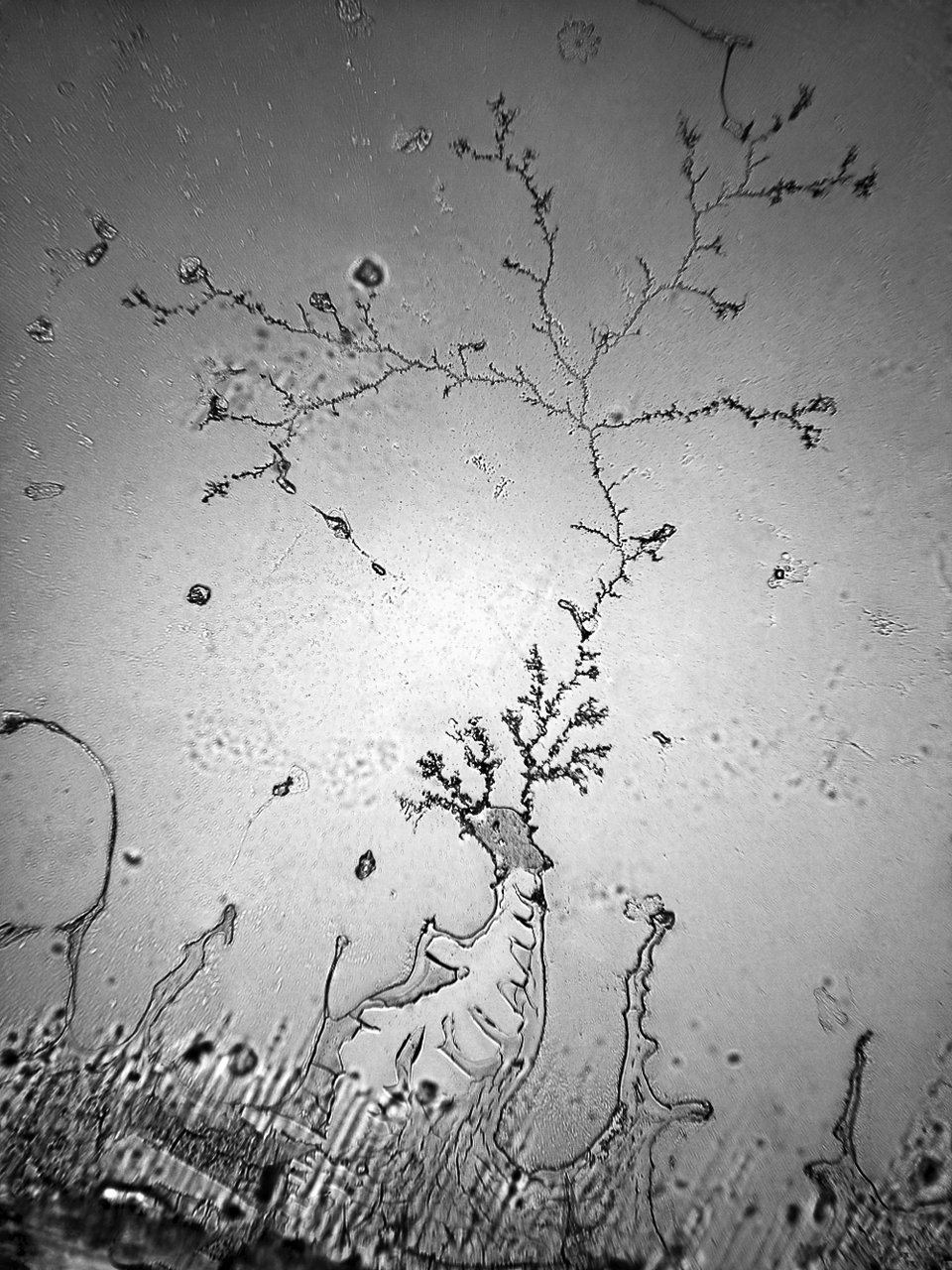 Ετσι είναι τα δάκρυα από το μικροσκόπιο -Φωτογράφος μετατρέπει τον πόνο σε τέχνη [εικόνες] | iefimerida.gr 1