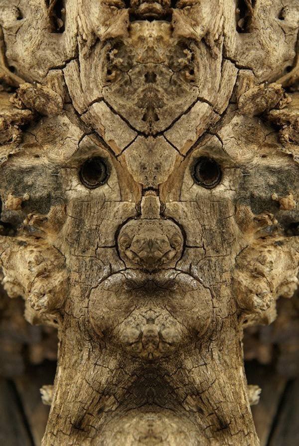 Eνα σκοτεινό άλμπουμ: Οταν τα δέντρα θυμίζουν τρομακτικό ανθρώπινο πρόσωπο [εικόνες] | iefimerida.gr 0