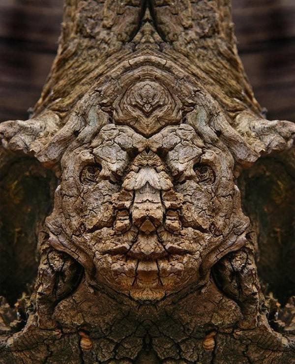 Eνα σκοτεινό άλμπουμ: Οταν τα δέντρα θυμίζουν τρομακτικό ανθρώπινο πρόσωπο [εικόνες] | iefimerida.gr 7