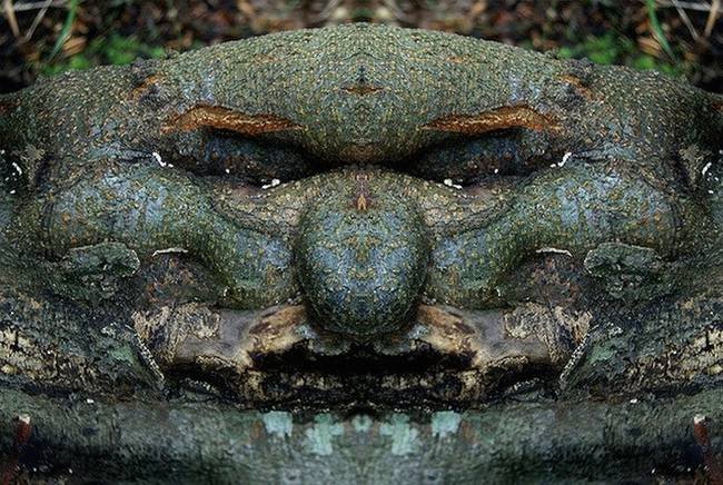 Eνα σκοτεινό άλμπουμ: Οταν τα δέντρα θυμίζουν τρομακτικό ανθρώπινο πρόσωπο [εικόνες] | iefimerida.gr 8