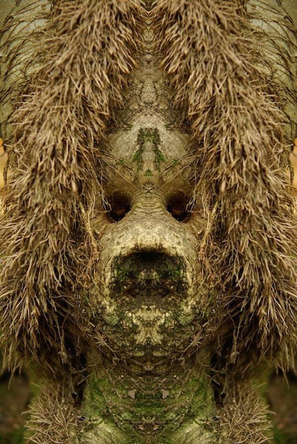 Eνα σκοτεινό άλμπουμ: Οταν τα δέντρα θυμίζουν τρομακτικό ανθρώπινο πρόσωπο [εικόνες] | iefimerida.gr 9