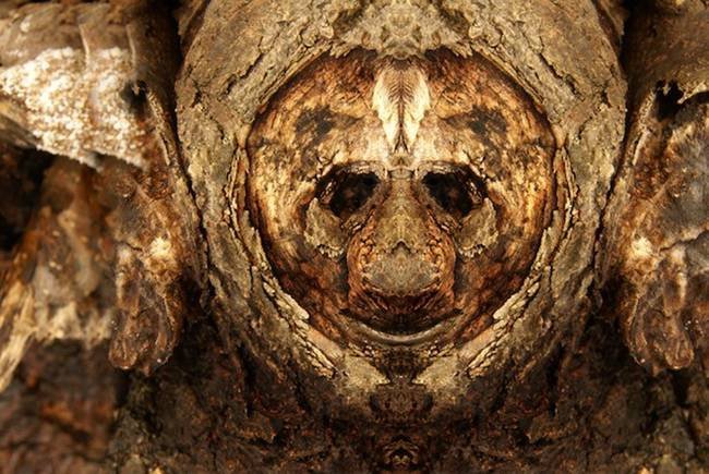 Eνα σκοτεινό άλμπουμ: Οταν τα δέντρα θυμίζουν τρομακτικό ανθρώπινο πρόσωπο [εικόνες] | iefimerida.gr 1