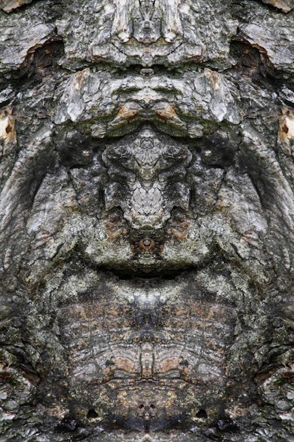 Eνα σκοτεινό άλμπουμ: Οταν τα δέντρα θυμίζουν τρομακτικό ανθρώπινο πρόσωπο [εικόνες] | iefimerida.gr 4