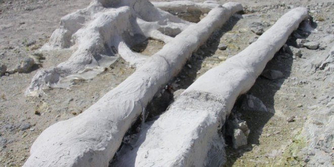 Ενα απολιθωμένο δάσος στο Ίδρυμα Ευγενίδου-Απίθανα ανασκαφικά εκθέματα! [εικόνες] | iefimerida.gr 6