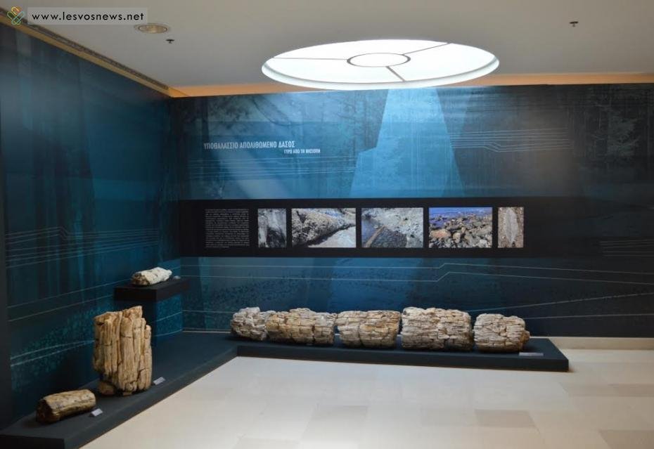 Ενα απολιθωμένο δάσος στο Ίδρυμα Ευγενίδου-Απίθανα ανασκαφικά εκθέματα! [εικόνες] | iefimerida.gr 5