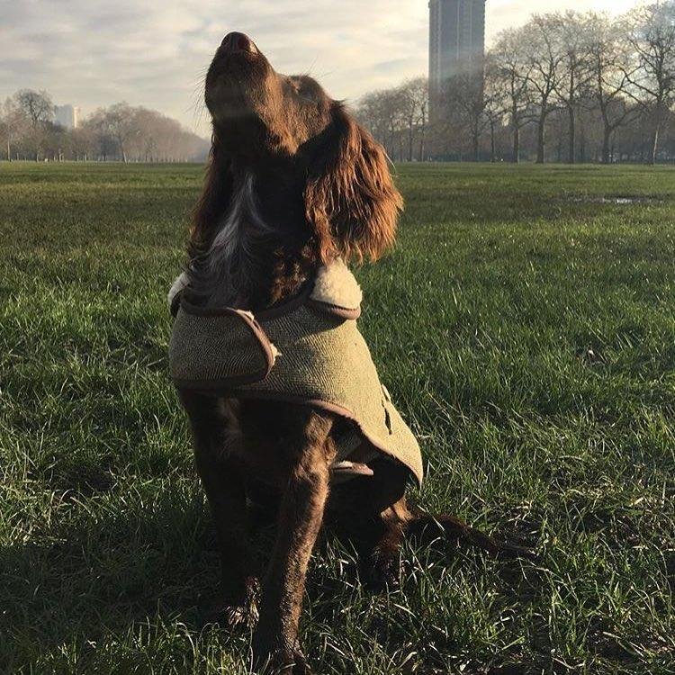 To Instagram οργίασε με την LV κουβέρτα του σκύλου του Ντέιβιντ Μπέκαμ [εικόνες] | iefimerida.gr 0