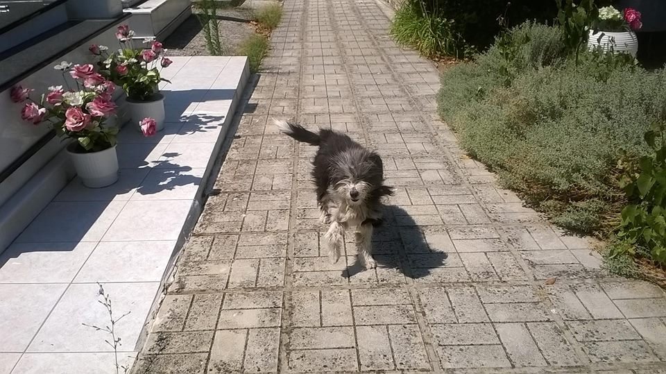 Αίσιο τέλος για το «Χάτσικο» των Ιωαννίνων -Βρήκε νέα οικογένεια [εικόνες] | iefimerida.gr 0